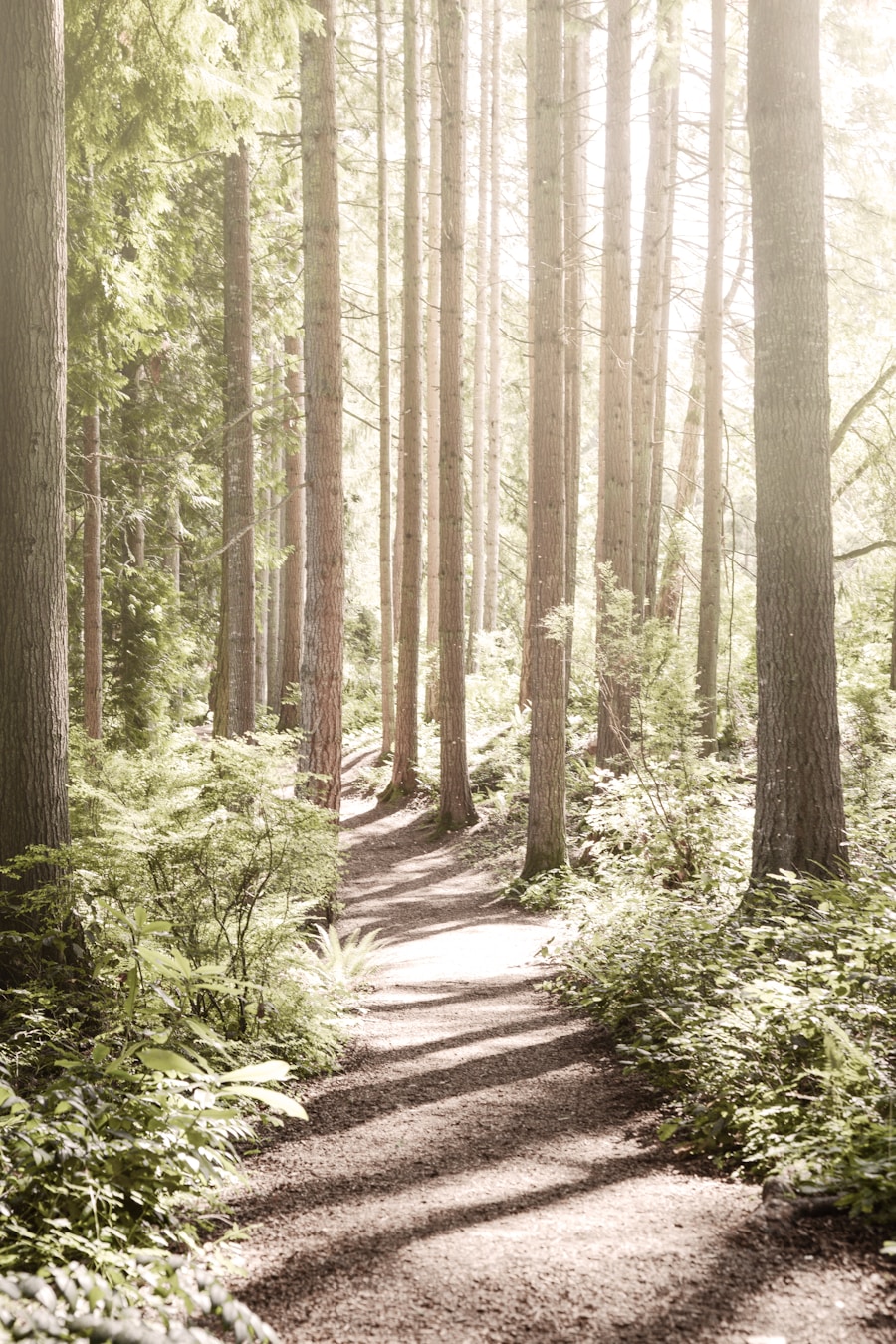 Photo "How Forest Bathing (Shinrin-Yoku) Can Reduce Cortisol and Boost Immunity"